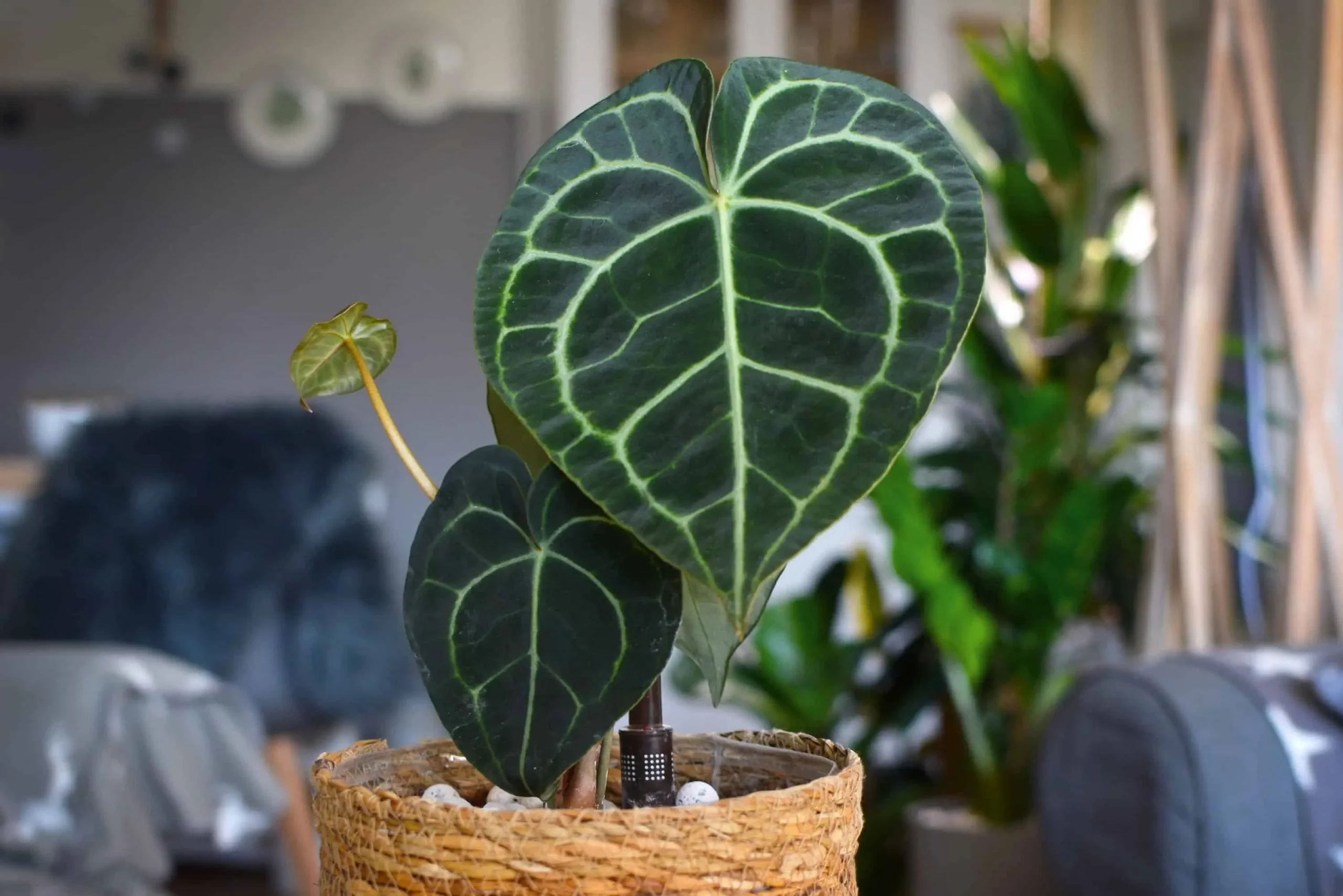 Anthurium – neobična biljka