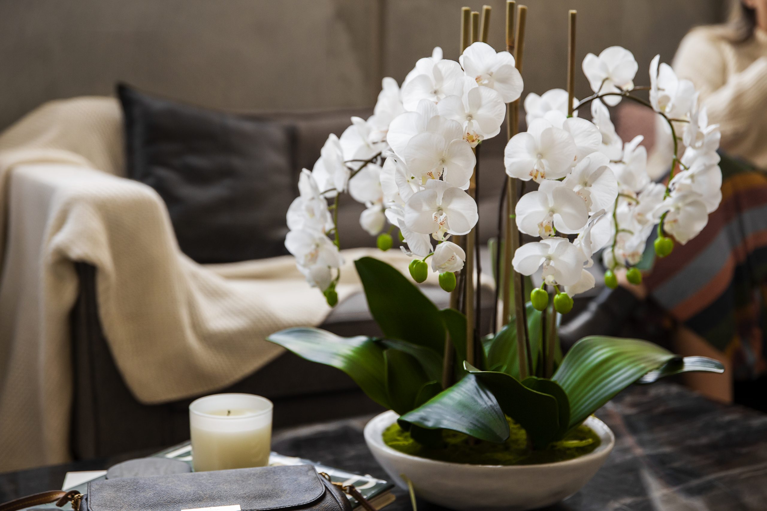 Orhideje – vrste i uzgajanje